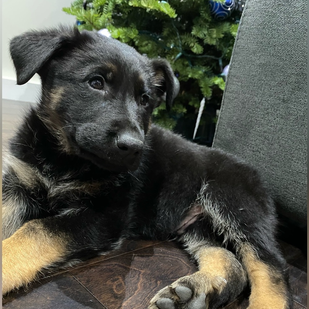 Meet your Posher, Belen